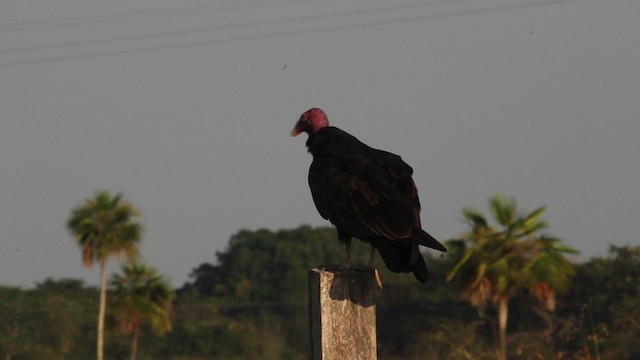 Turkey Vulture (South Temperate) - ML472659