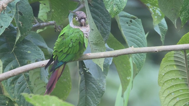 Maroon-tailed Parakeet - ML472659381