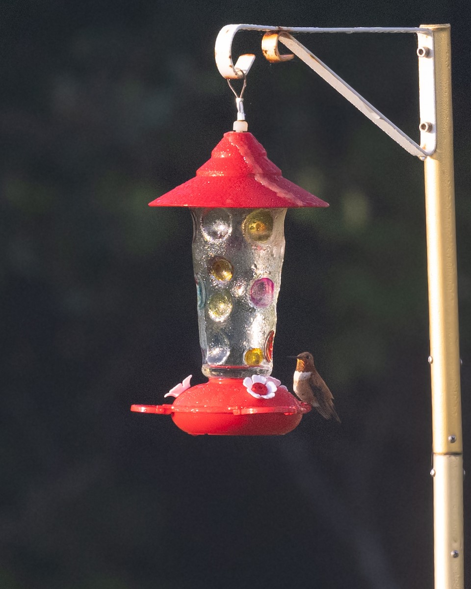 Rufous Hummingbird - ML472663281