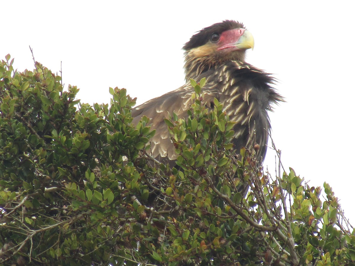 Crested Caracara (Southern) - ML472663791