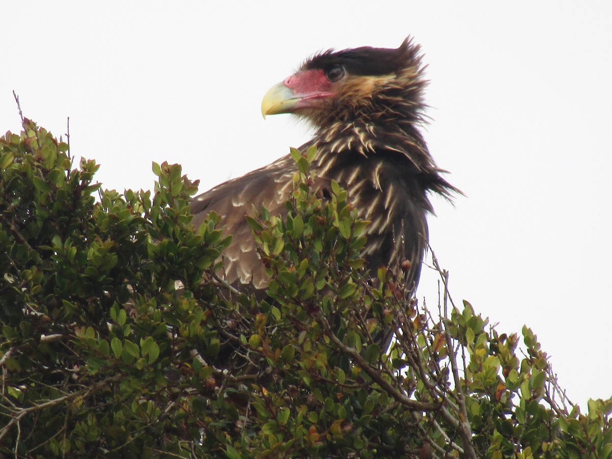 Crested Caracara (Southern) - ML472663801