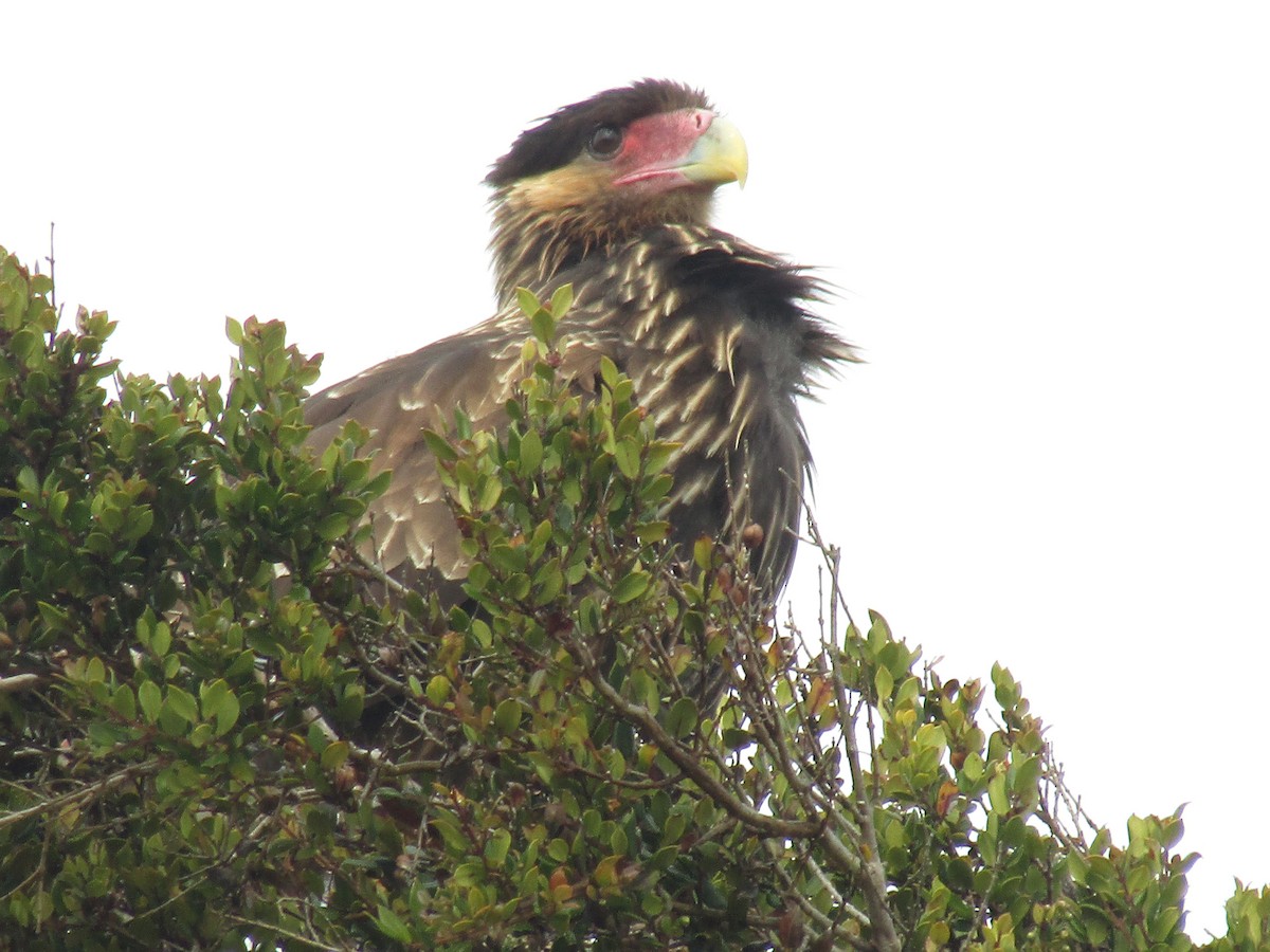 Crested Caracara (Southern) - ML472663811