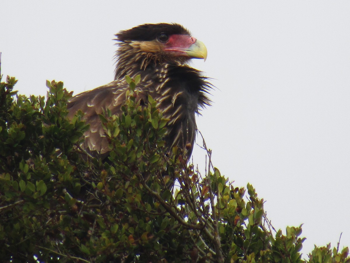 Crested Caracara (Southern) - ML472663821