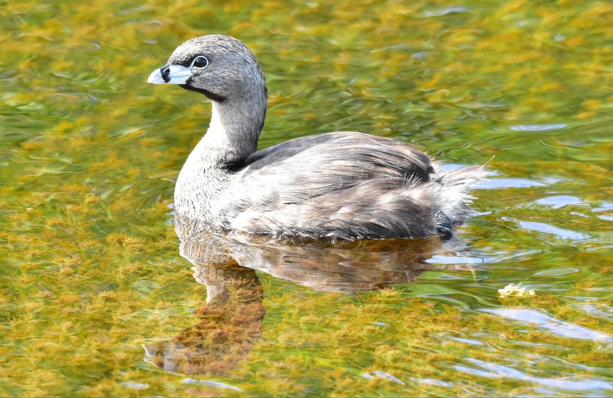 eBird Checklist 28 Jul 2022 Merritt Island NWRBlack Point