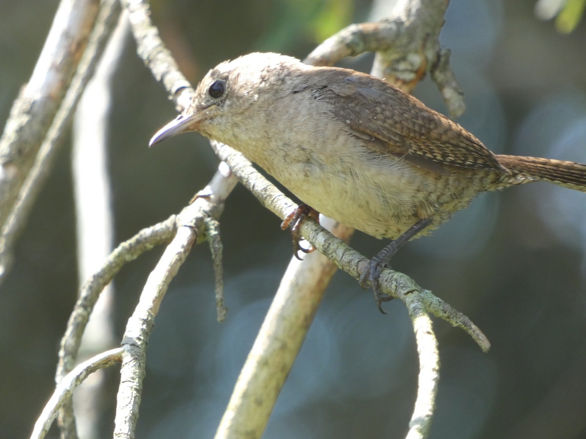 ML472672981 House Wren Macaulay Library