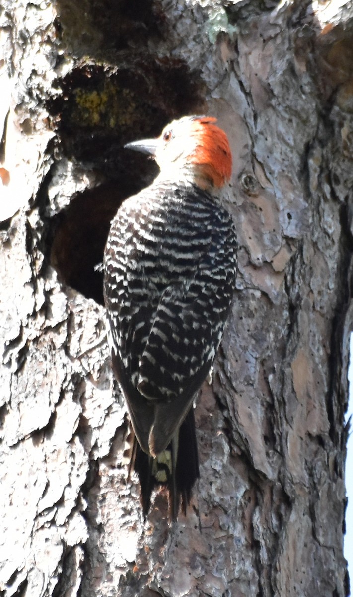 Red-bellied Woodpecker - ML472673291