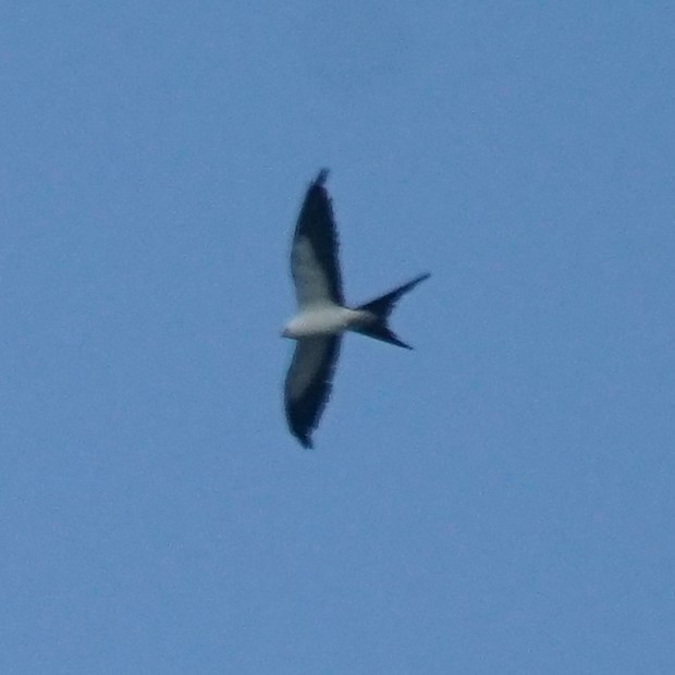 Swallow-tailed Kite - ML472674761