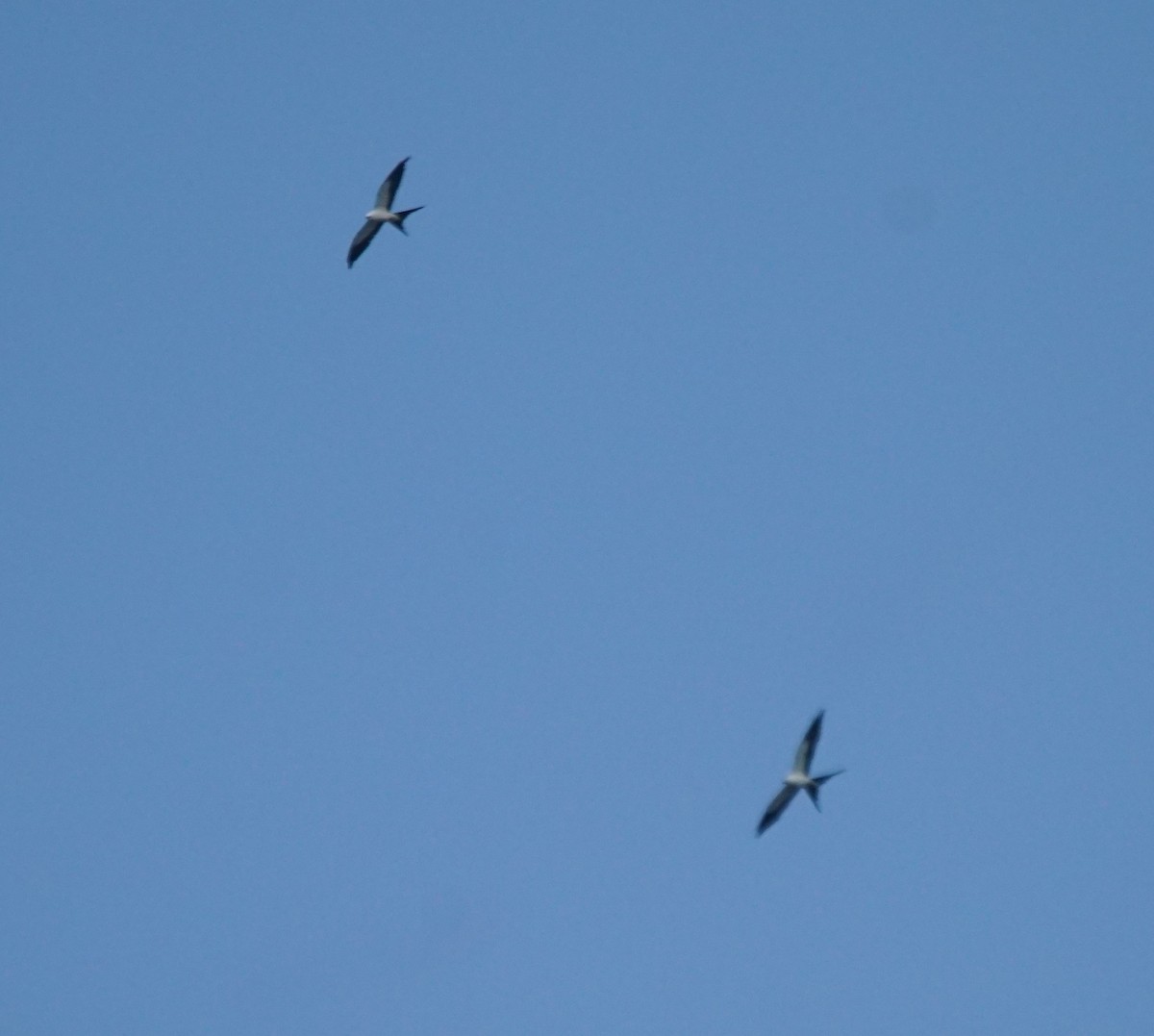 Swallow-tailed Kite - ML472674771