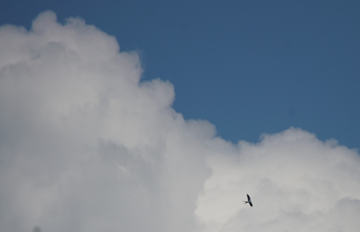 Swallow-tailed Kite - ML472674781