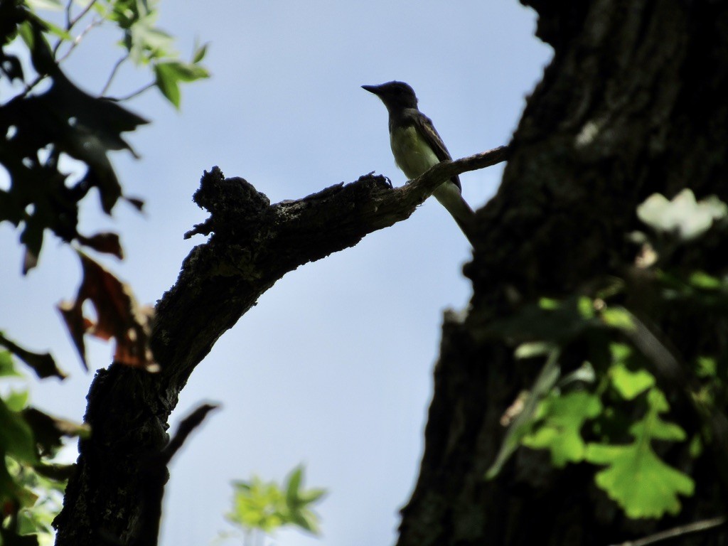 Great Crested Flycatcher - ML472676961