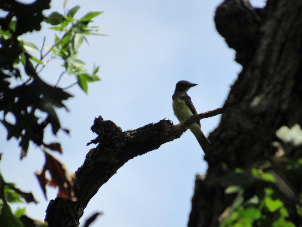 Great Crested Flycatcher - ML472676981