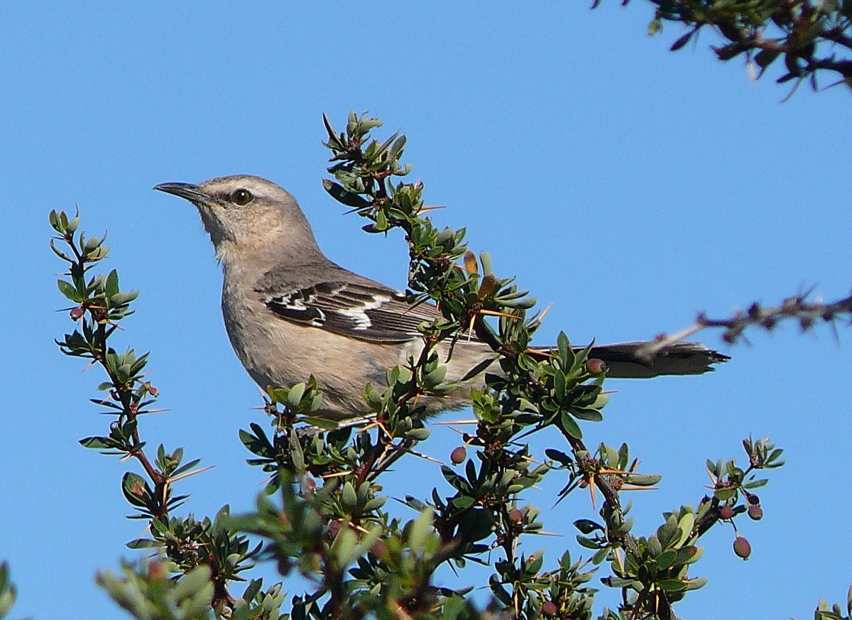Patagonian Mockingbird - ML47267771