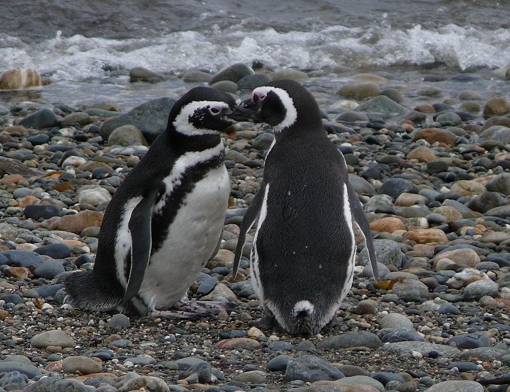 Magellanic Penguin - Jason Leifester