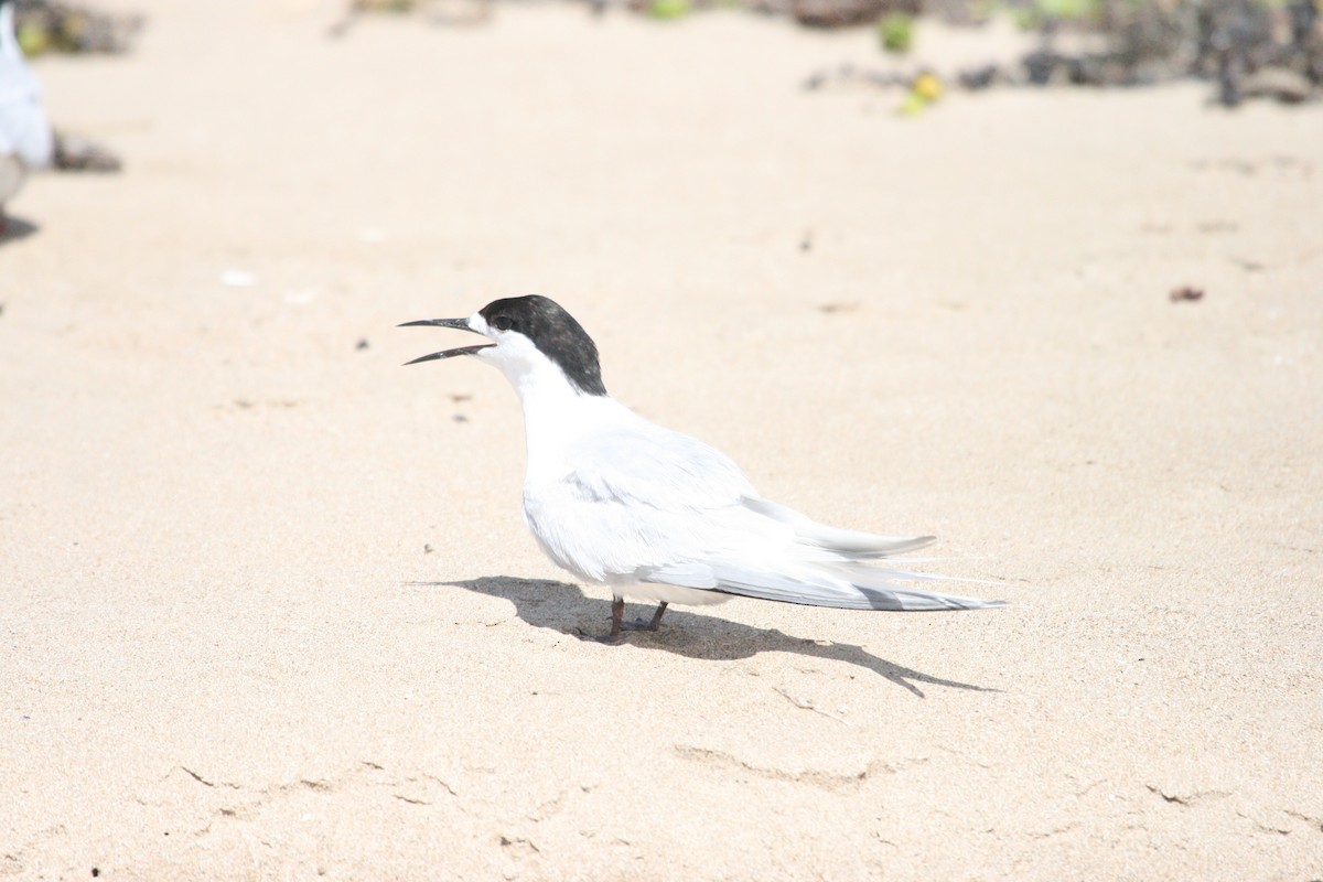 White-fronted Tern - ML47268091