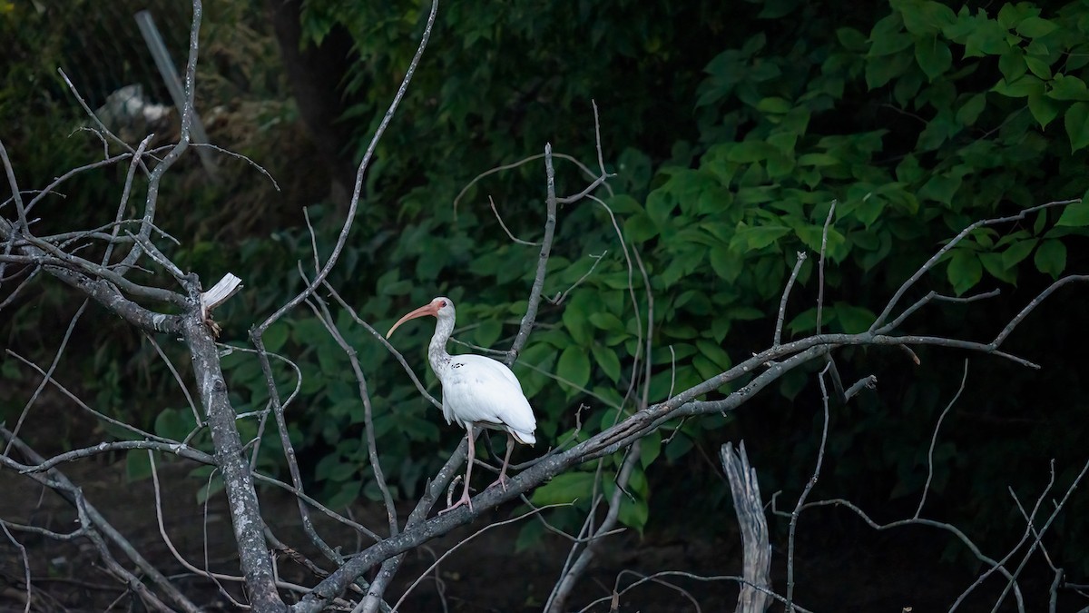 White Ibis - jon jacobik