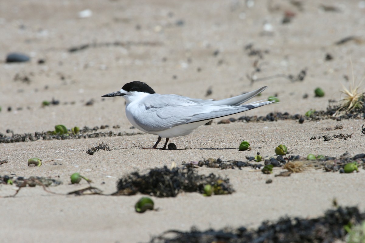 White-fronted Tern - ML47268191