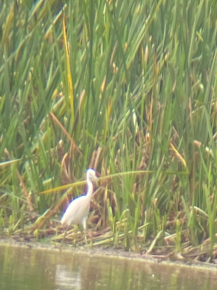 eBird Checklist 4 Aug 2022 Celery Bog Nature Area 53 species
