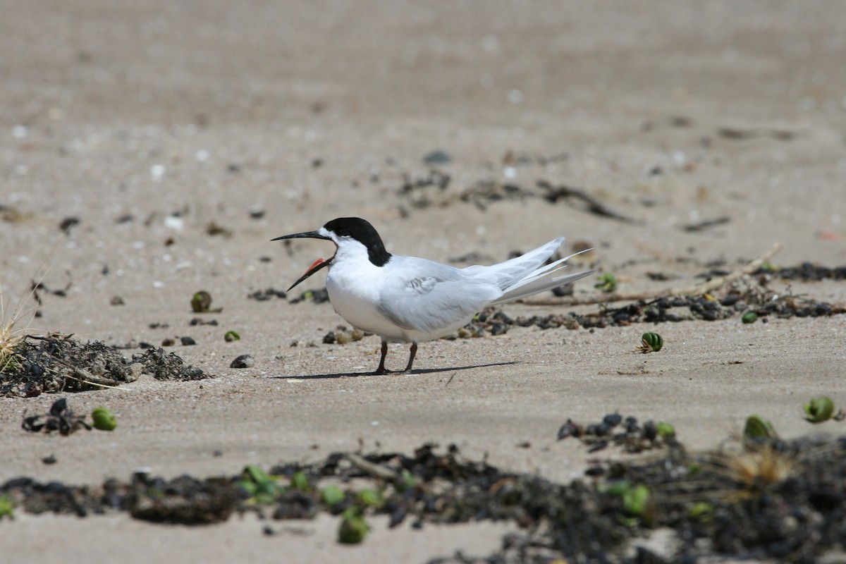 White-fronted Tern - ML47268211