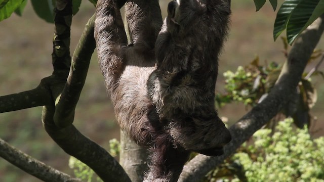 Pale-throated Sloth - ML472684