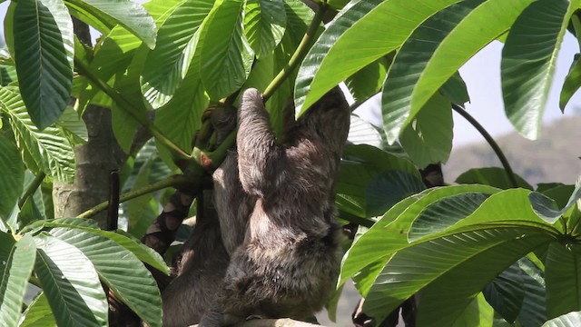 Pale-throated Sloth - ML472686