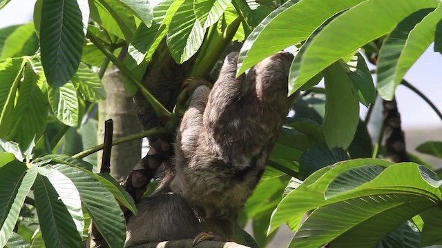 Pale-throated Sloth - ML472687