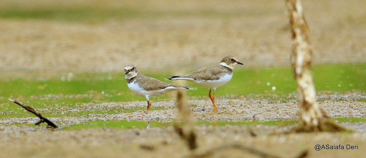 Little Ringed Plover (curonicus) - ML472687781