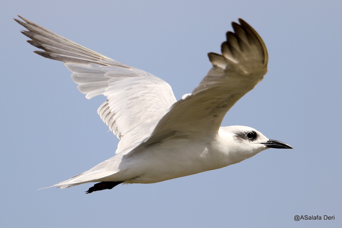 Gull-billed Tern (Gull-billed) - ML472689151