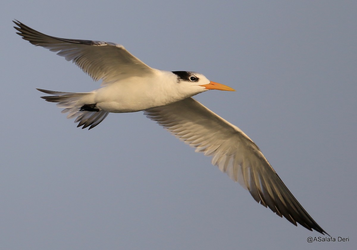 West African Crested Tern - ML472690921