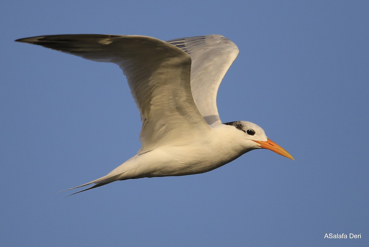 West African Crested Tern - ML472690931