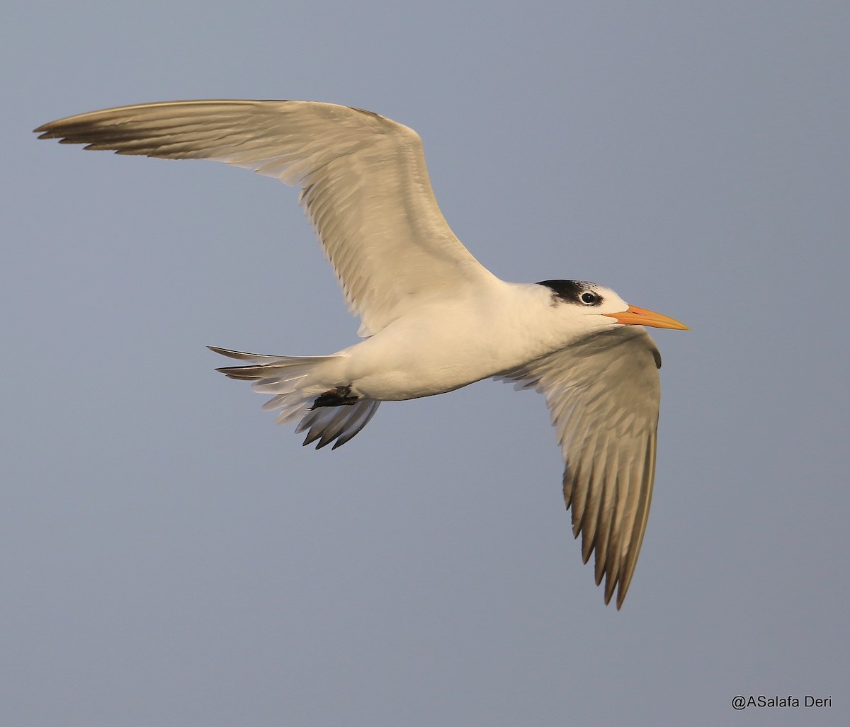 West African Crested Tern - ML472690951