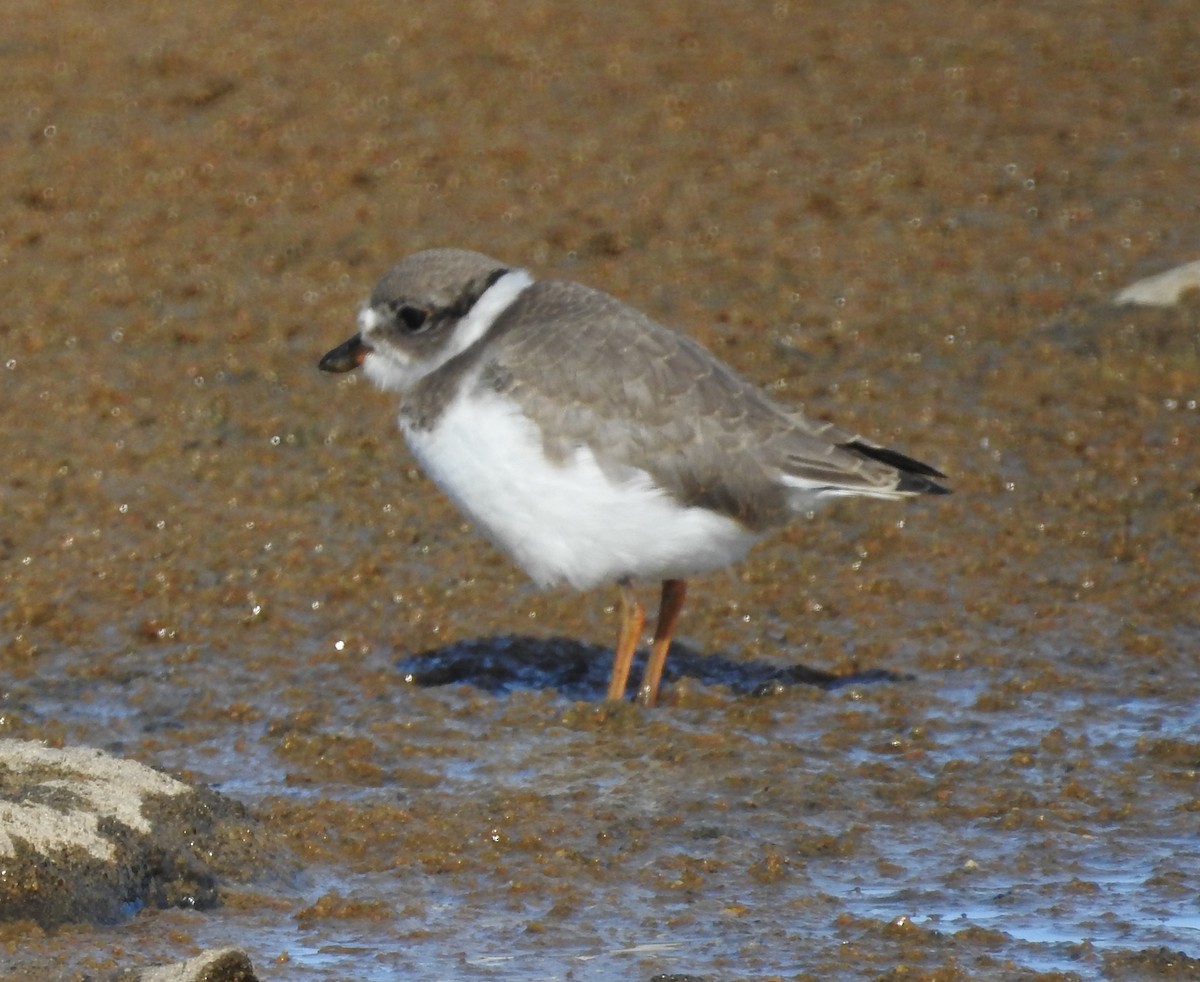 Semipalmated Plover - ML472690991