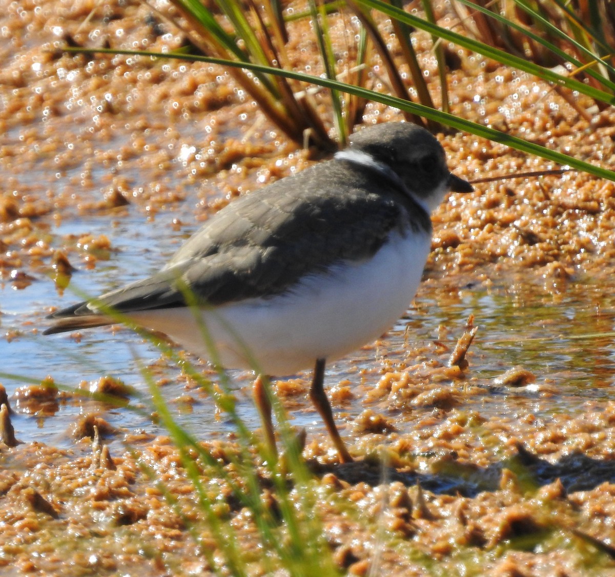 Semipalmated Plover - ML472691021