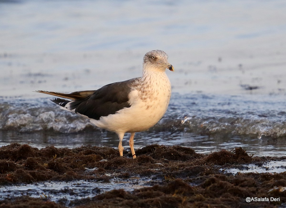 Lesser Black-backed Gull (intermedius) - ML472691361