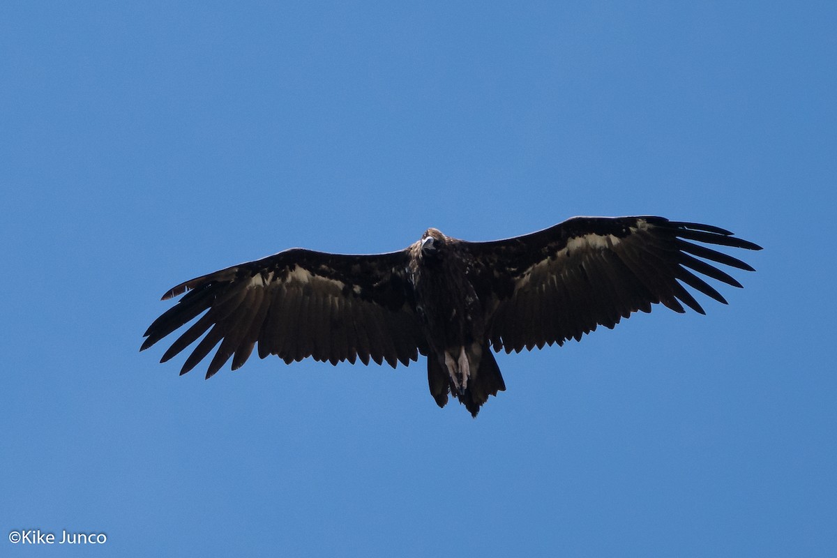 Cinereous Vulture - ML472697201