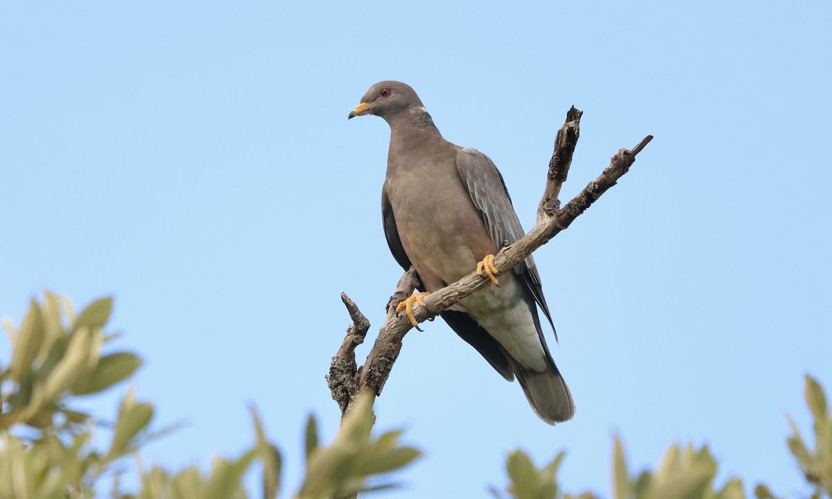 Band-tailed Pigeon - Evan Larson