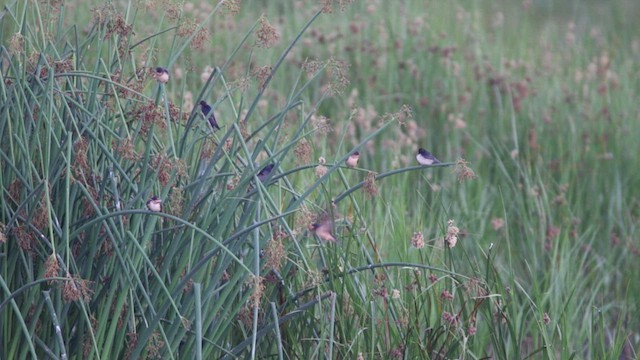 Barn Swallow (American) - ML472702021