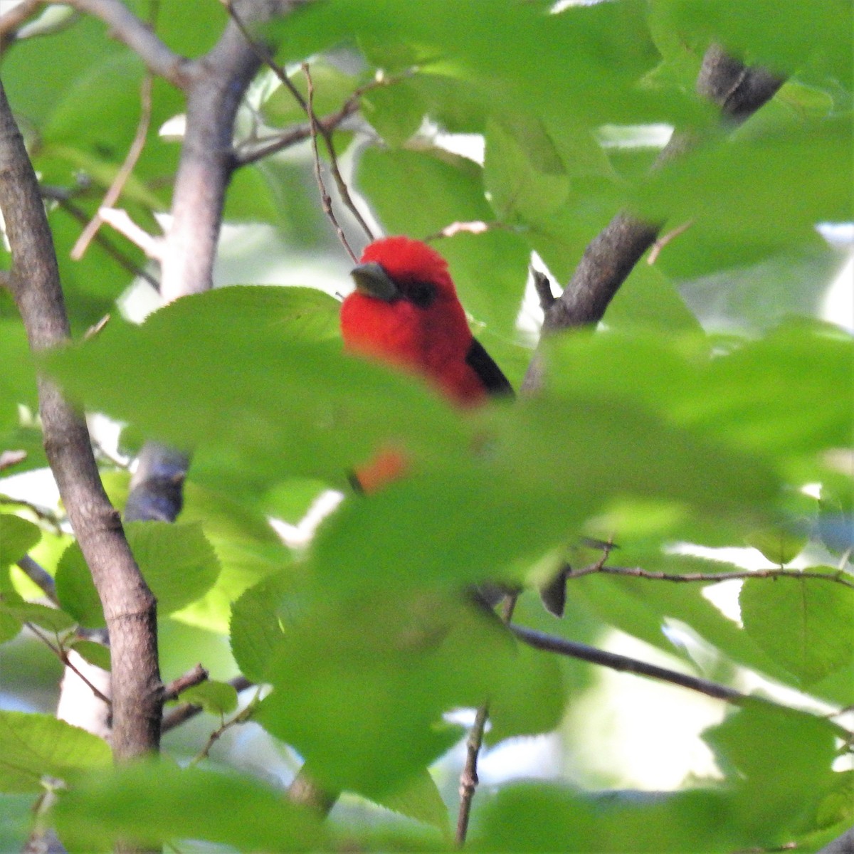 Scarlet Tanager - ML472702461