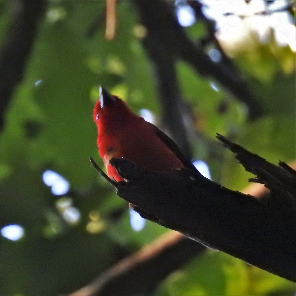 Scarlet Tanager - ML472702491