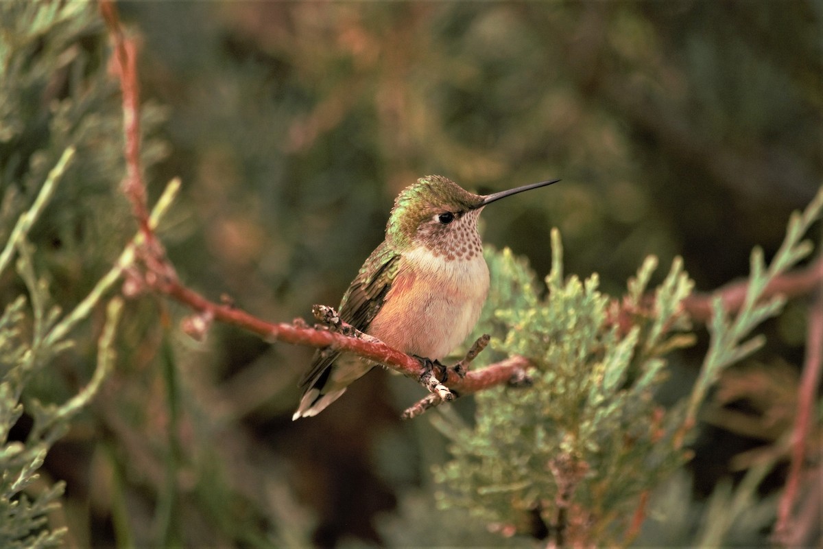 Broad-tailed Hummingbird - ML472704281