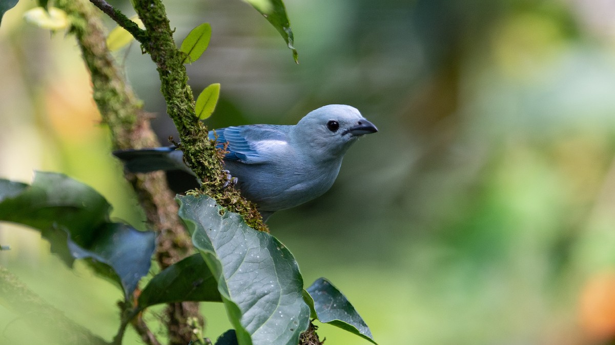 Blue-gray Tanager - ML472710551