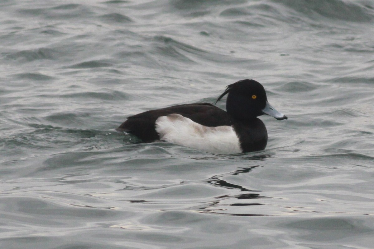 Tufted Duck - ML47271541