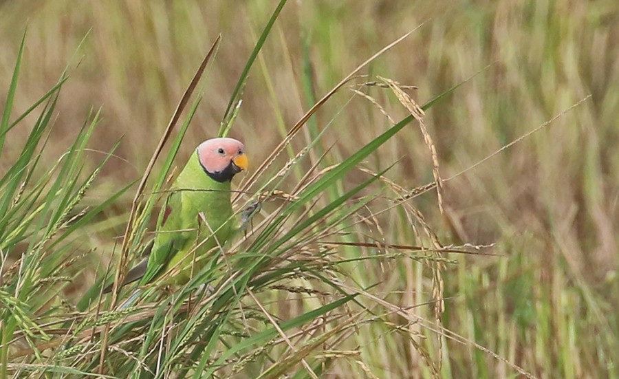 Blossom-headed Parakeet - Peter Ericsson