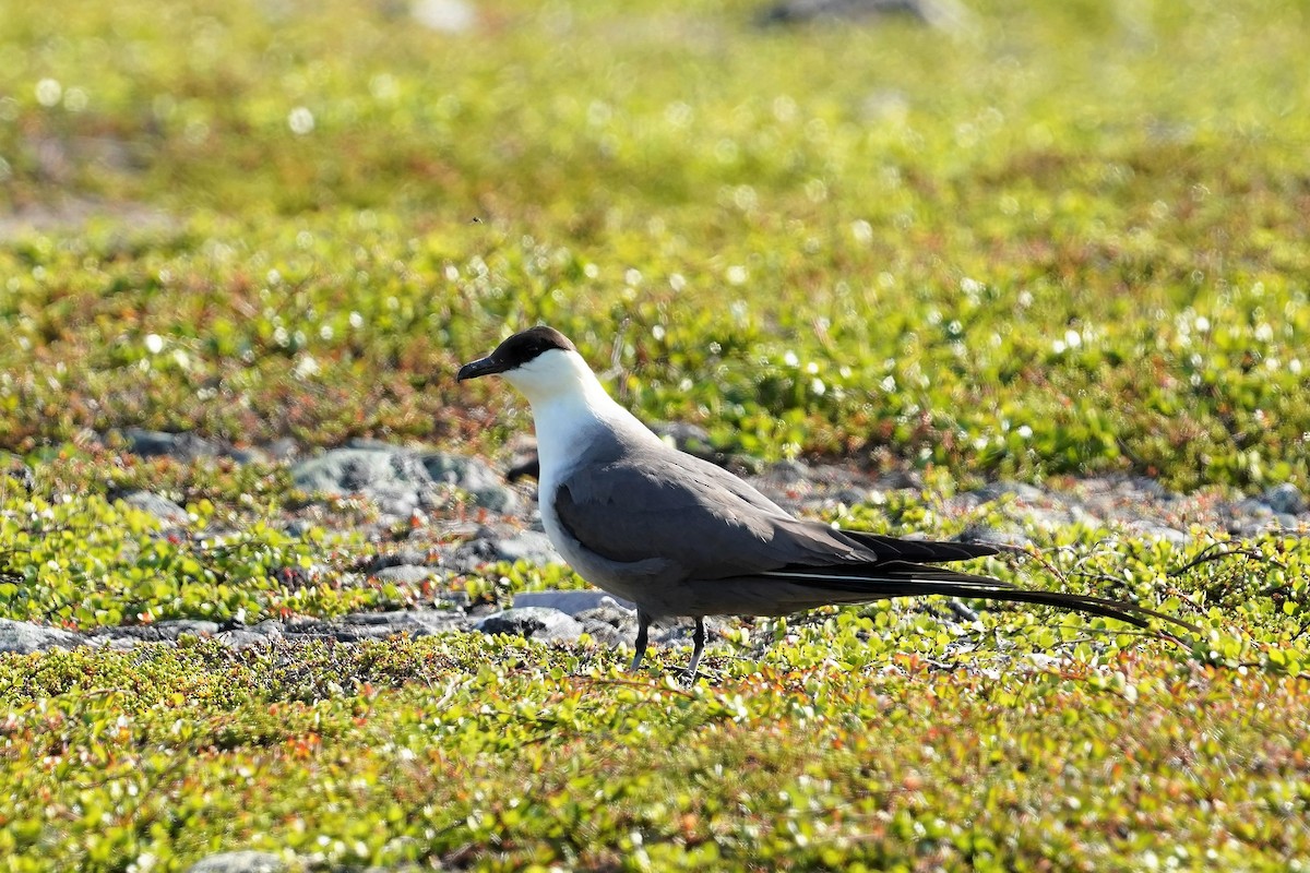 Long-tailed Jaeger - ML472718081