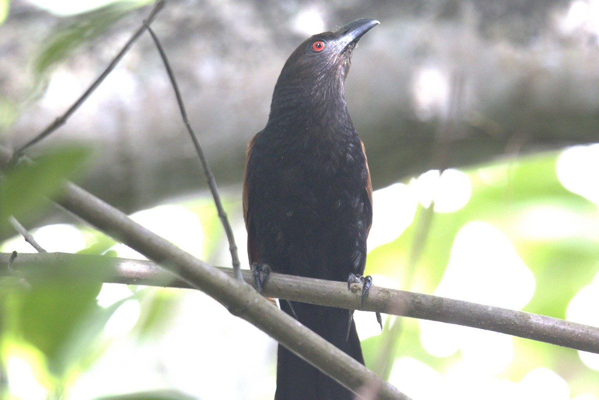 Greater Coucal - ML472722521