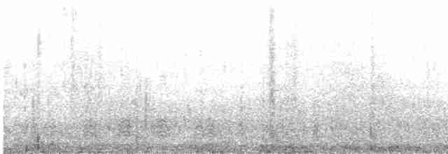 Weißbauchtölpel (plotus) - ML472722991