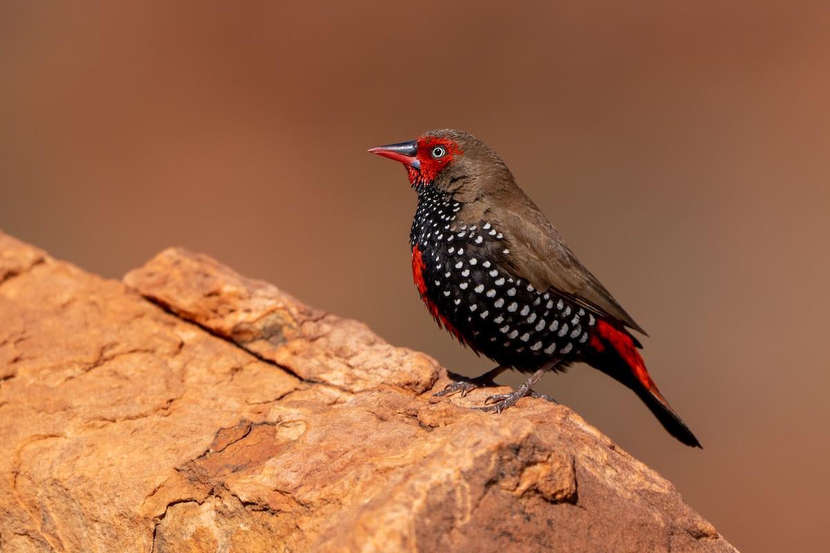 Painted Firetail - ML472723991