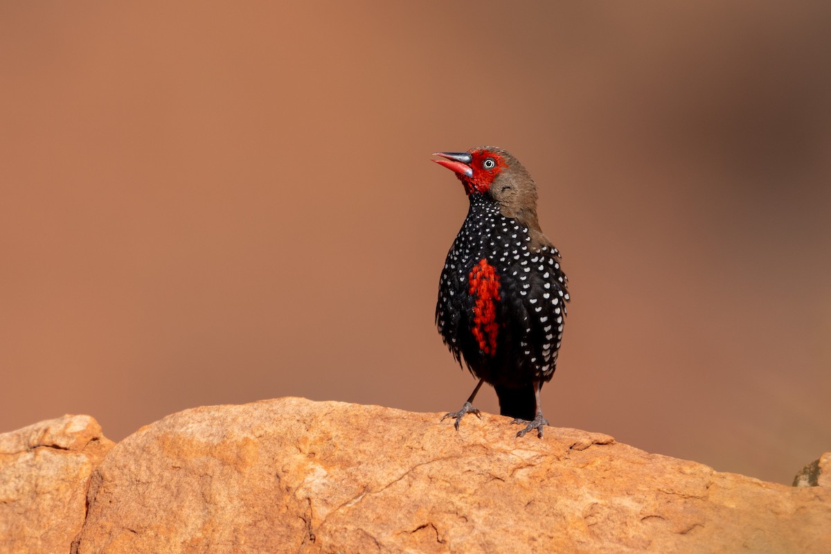 Painted Firetail - ML472724051
