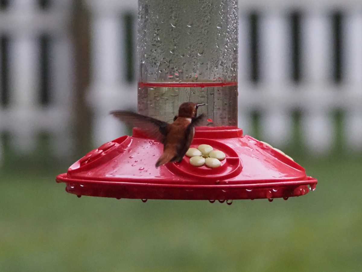 New York Breeding Bird Atlas Checklist 5 Aug 2022 Backyard feeders