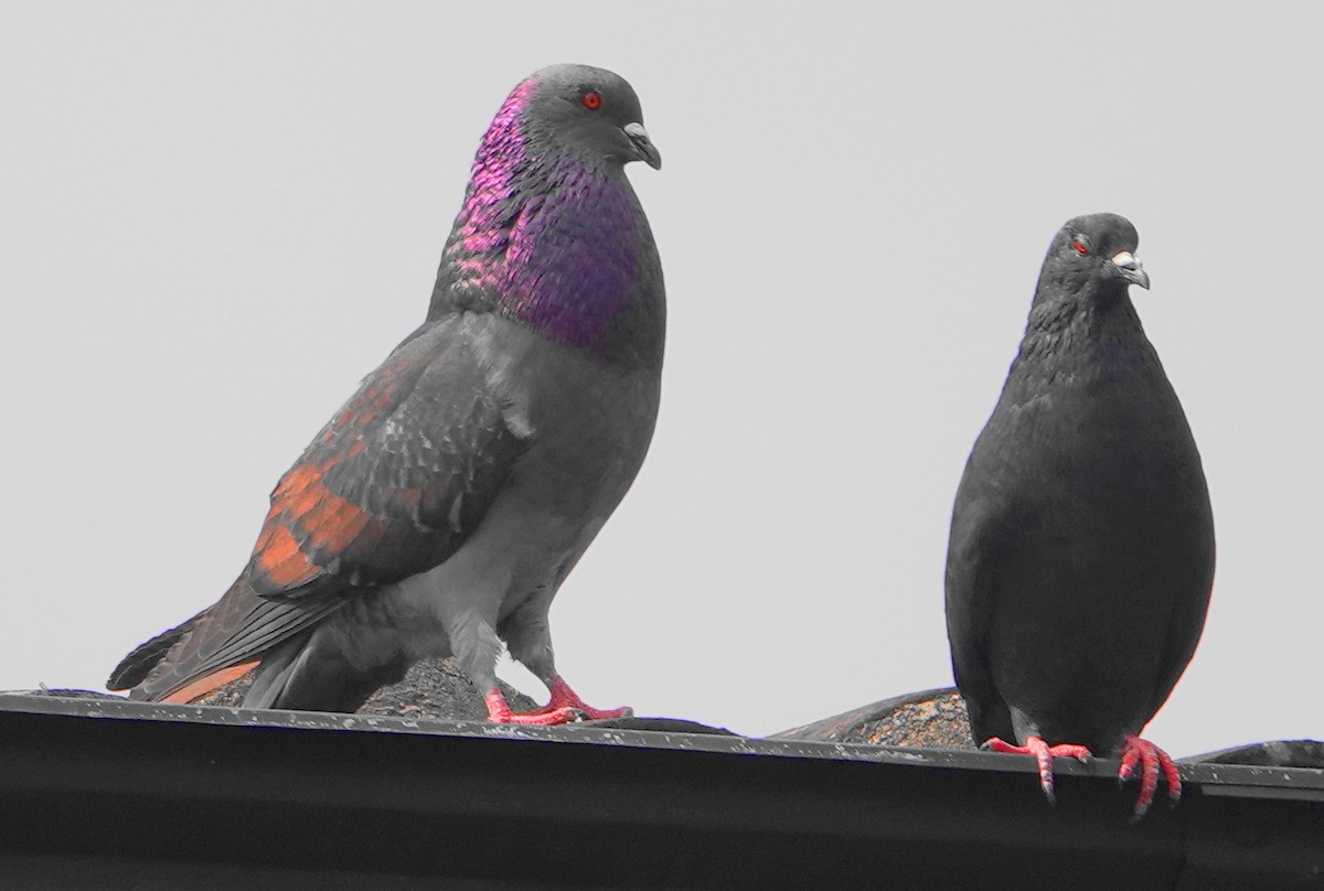 Rock Pigeon (Feral Pigeon) - ML472733361