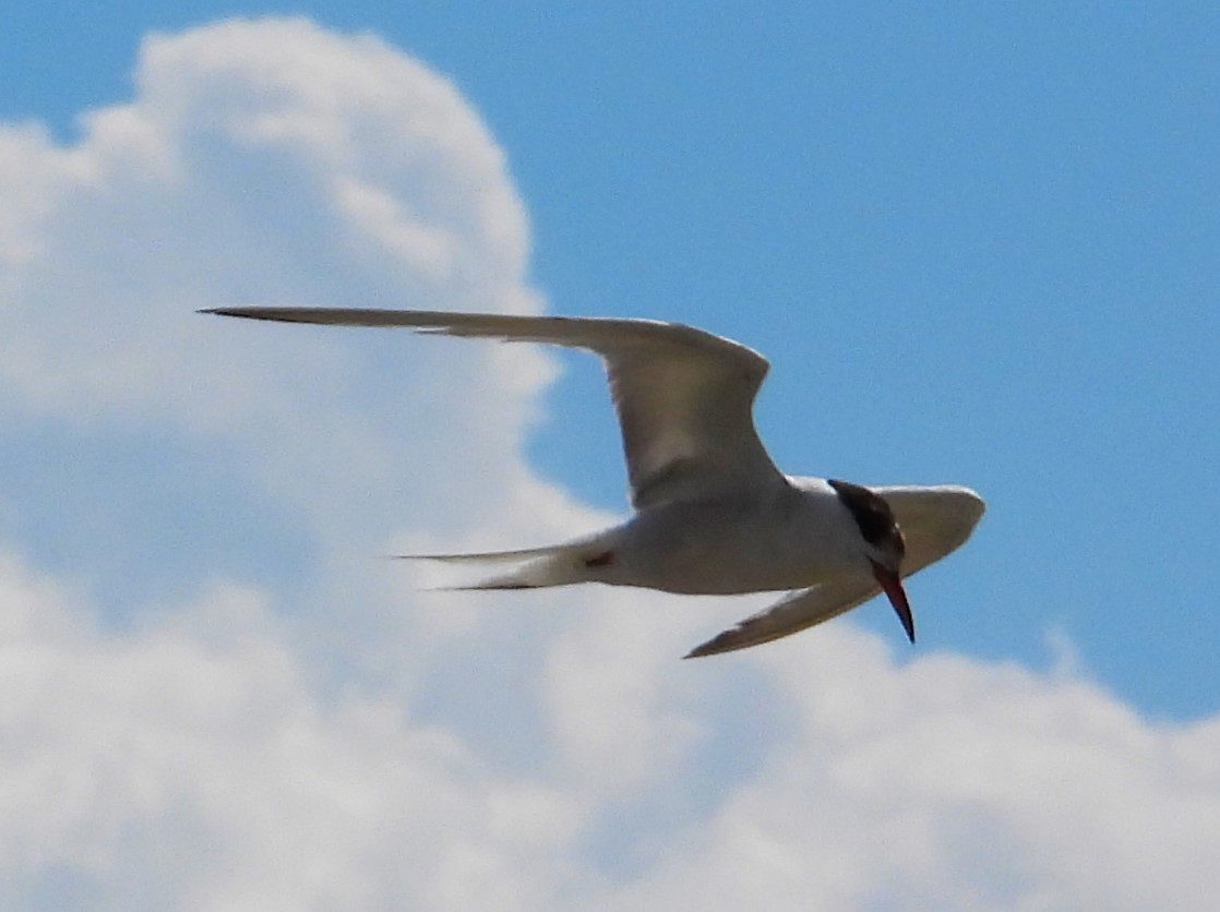 Common Tern - Eric Haskell